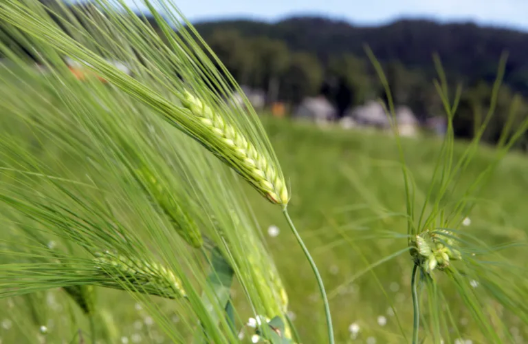 Omlegging til økologisk kornproduksjon
