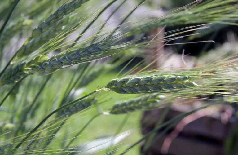 Regelverk for økologisk produksjon