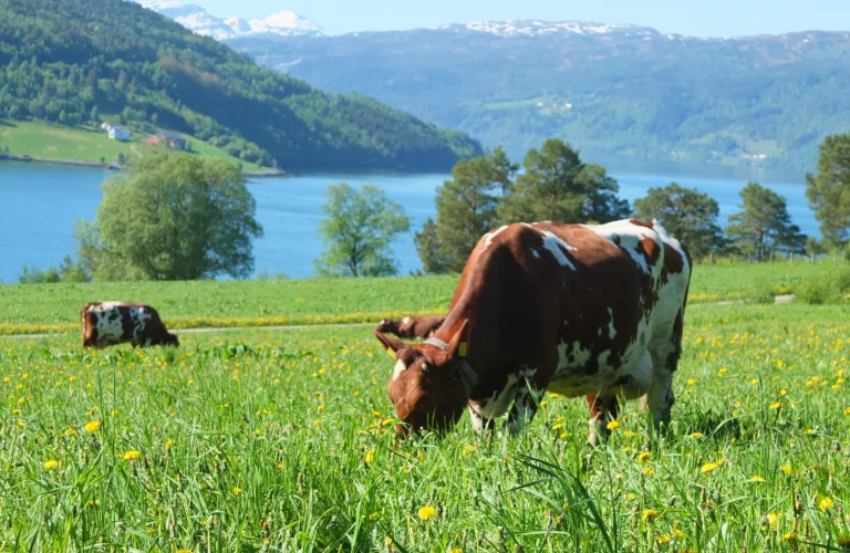 Økologisk mjølkeproduksjon i et bærekraftsperspektiv