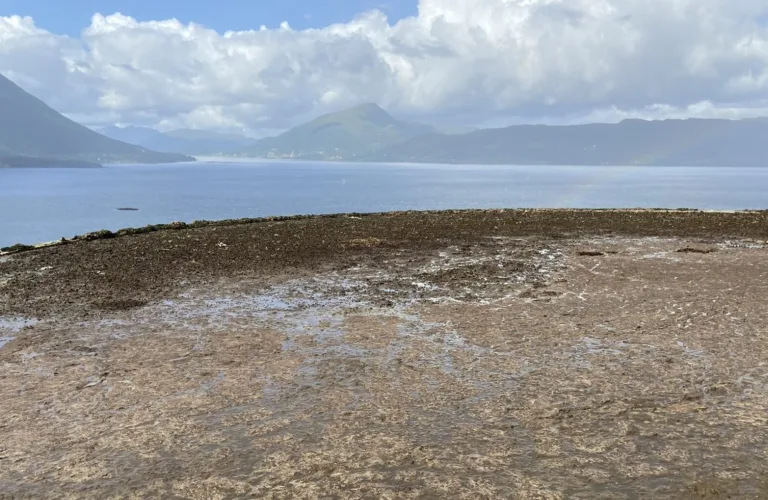Husdyrgjødsel - bondens gull og store utfordring