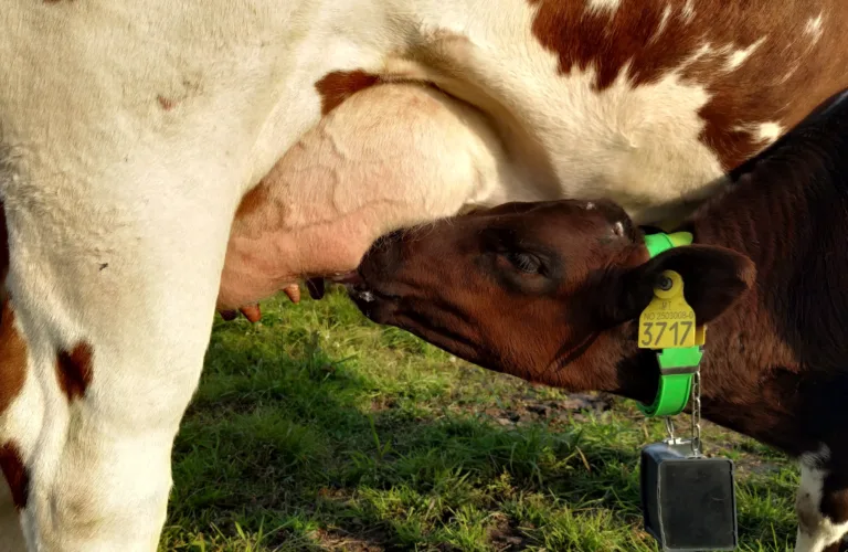 Beiteforsøk med kyr og kalver