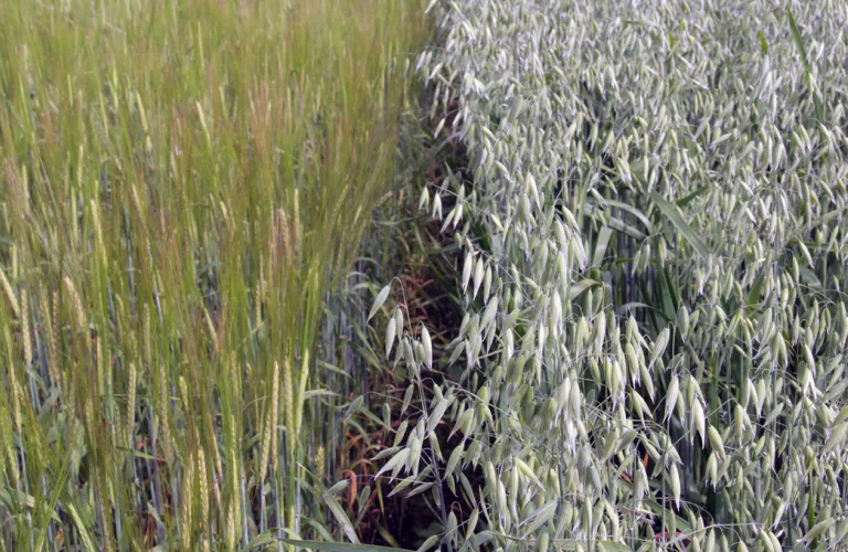 Økologisk kornproduksjon: Mekanisering